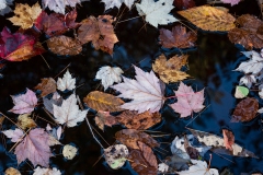 Fall Leaves