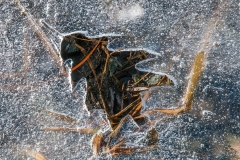 Ice Leaf, Deer Isle